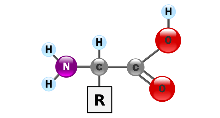 Amino Acid Chemical Structure