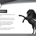 Topical Lysine in black horse wounds